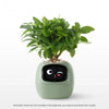Ivy Smart Plant Pot