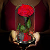 Real Preserved Rose in Glass Dome with LED Lights – Eternal Beauty and Elegance