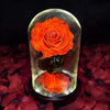 Real Preserved Rose in Glass Dome with LED Lights – Eternal Beauty and Elegance