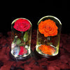 Real Preserved Rose in Glass Dome with LED Lights – Eternal Beauty and Elegance